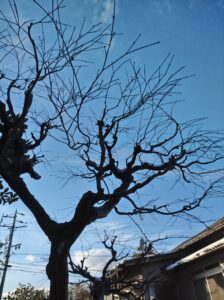 長野市でモミジの強剪定