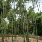 小布施町で竹の伐採