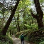 上高地で自然の花木を鑑賞する