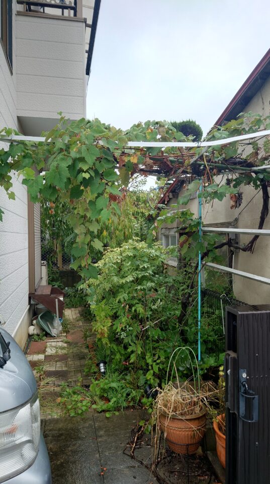 長野市で小さなお庭の剪定