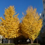 長野市の信州大学工学部の紅葉