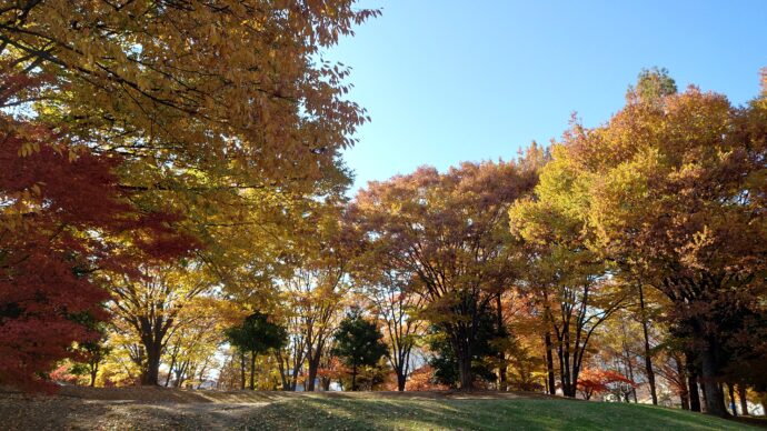 長野市の若里公園の紅葉