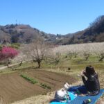 信州新町のろうかく梅園