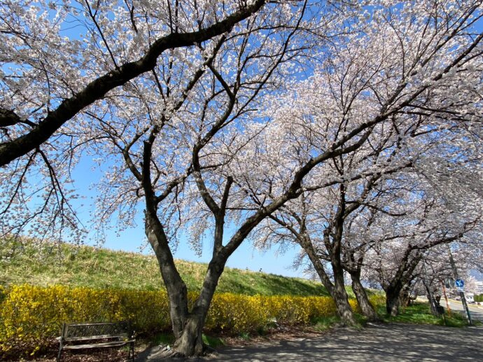 長野アークスの桜