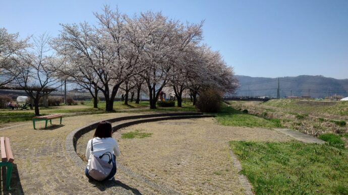 長野市若穂の牛島輪中公園の桜