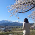 大町市北山田町の桜