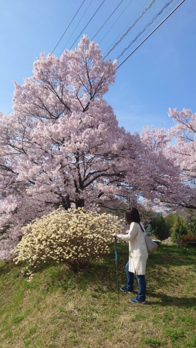 遠山城址の桜