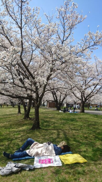 浅間温泉 庭球公園の桜